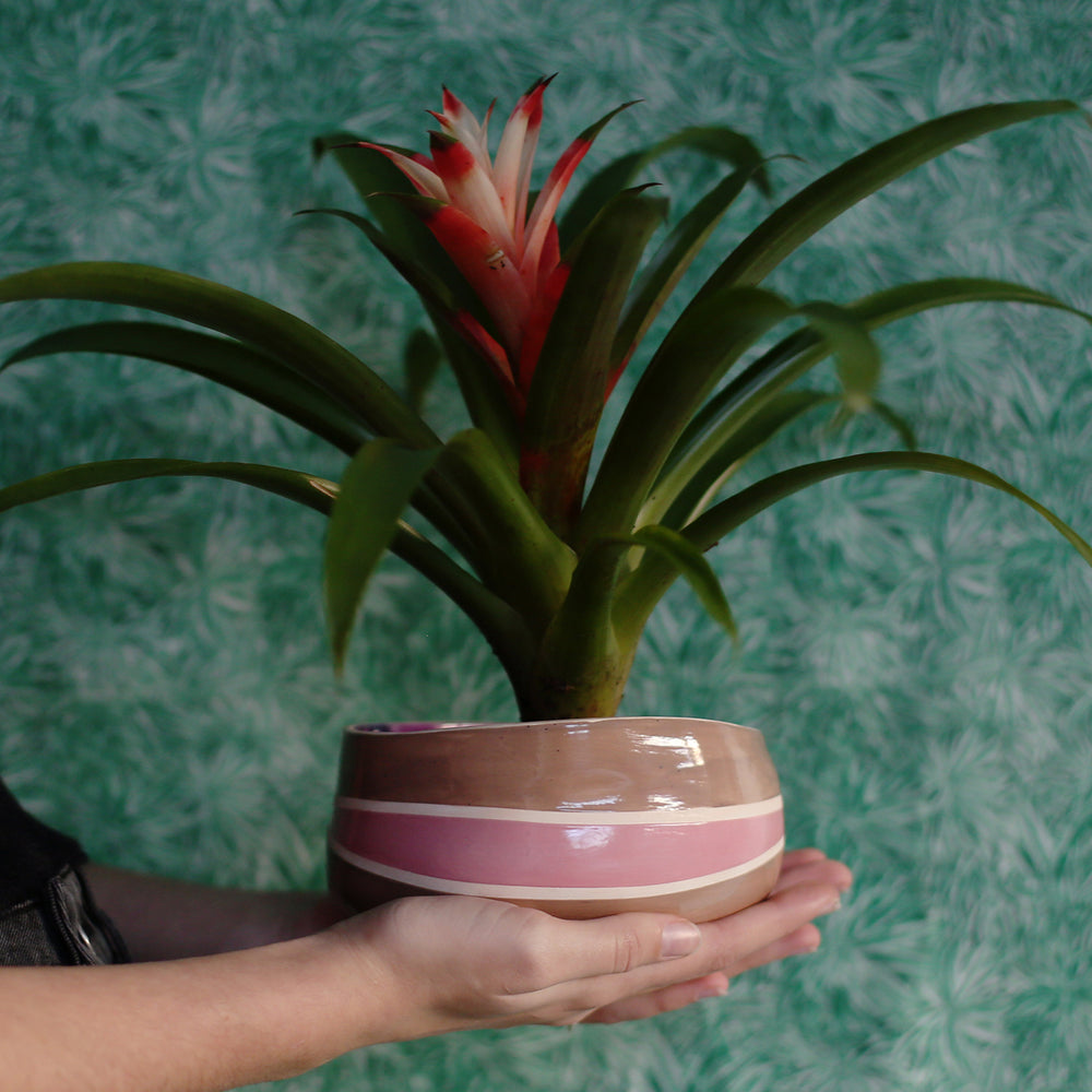 
                  
                    Load image into Gallery viewer, bromelia, pot a plant,plants pots
                  
                