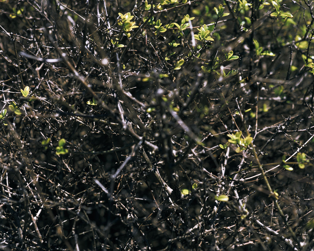 Les buissons aux iguanes