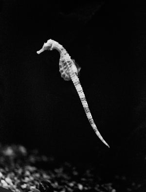 
                  
                    Load image into Gallery viewer, Seahorse
                  
                